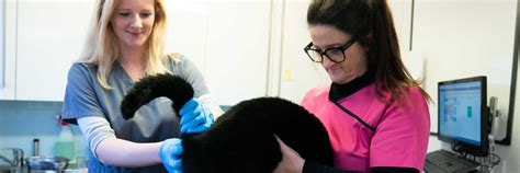 Anal Gland Expressing Pennard Vets