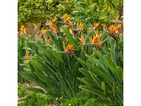 Strelitzia Reginae Orange Bird Of Paradise Live Plant In Pot Etsy