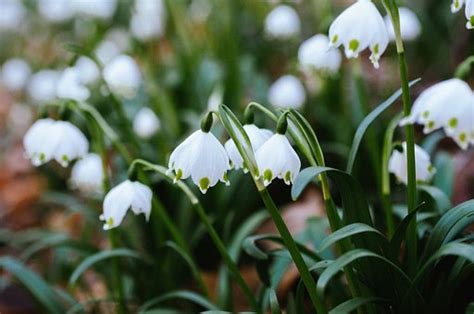 Snowdrops Flowers White - Free photo on Pixabay