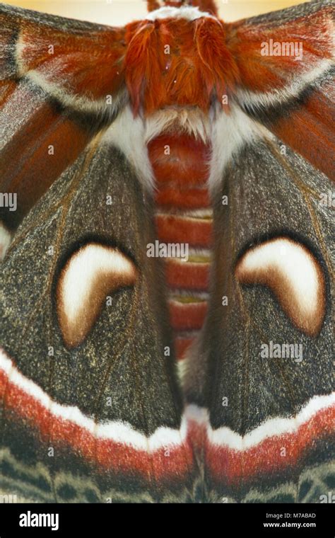 Cecropia Moth Hyalophora Cecropia Wing Hi Res Stock Photography And