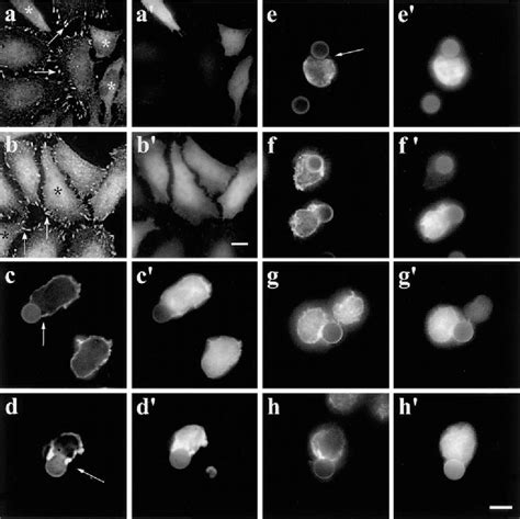 Figure From Fyn Binding Protein Fyb Slp Associated Protein Slap