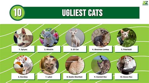 Top 10 Ugliest Cats - A-Z Animals