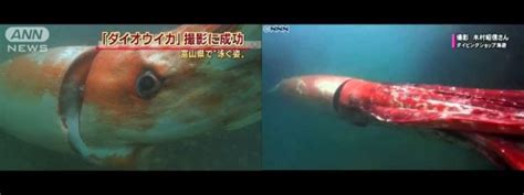 Giant Squid Caught On Video In Japanese Harbor