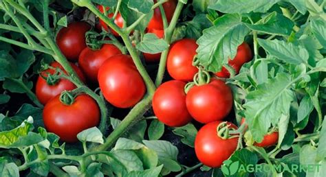 Применение монофосфат калия в огороде - Agro-Market