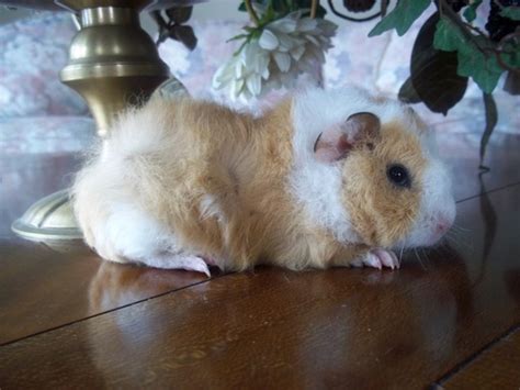 Sows West Chicago Skinny Pigs