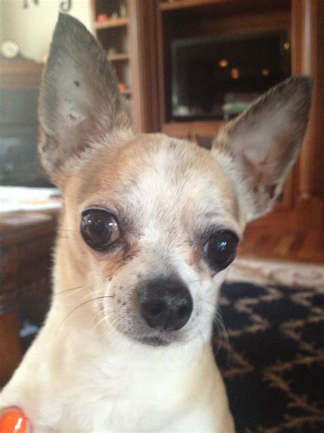 How Much Is A Teacup Chihuahua Cost at James Taplin blog