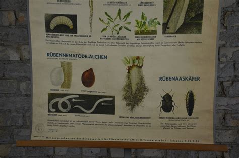 Turnip Pests Parasites Original Vintage 1920s German Etsy