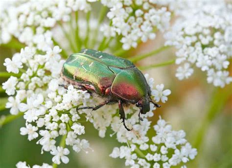 Damaging Rose Bush Pests How To Get Rid Of Them And Prevent Them