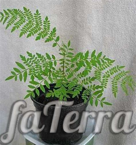 Жакаранда: уход в домашних условиях, размножение с фото | faterra.com