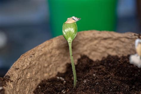 Premium Photo | Zucchini seeding is transplanted into the ground after ...