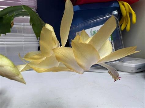 'Mellow Yellow' - Schlumbergera and Rhipsalidopsis