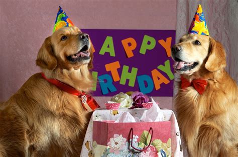 Happy Birthday To Dog At Webariblog Blog