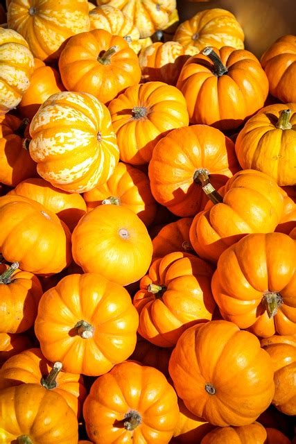 Halloween Pumpkins Autumn Free Photo On Pixabay Pixabay