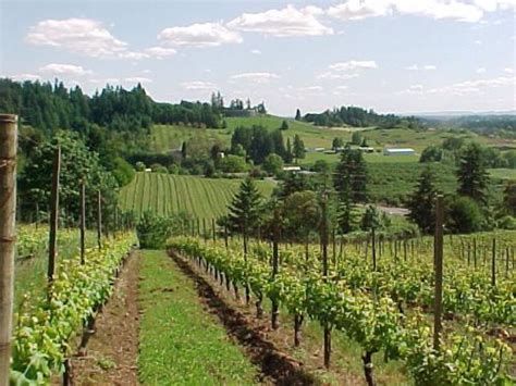 Wineries | Newberg Oregon