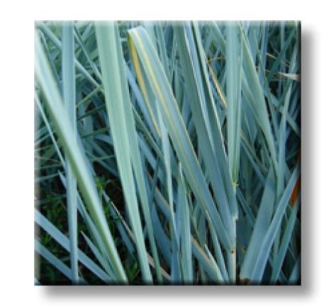 Elymus arenarius / Пясъчен елимус, Леймус