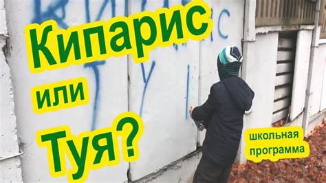 Кипарис или Туя. Как отличить. В чем разница. - YouTube