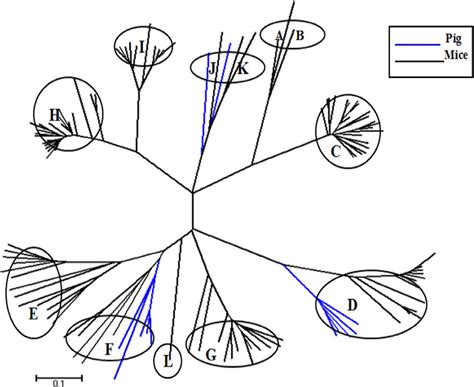 Phylogenetic Tree Of Pig And Mice V1rs An Unrooted Tree Representing