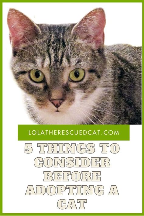 A Cat With The Words Things To Consider Before Adopting A Cat