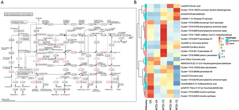 Degs Presented In Phenylpropanoid Biosynthesis Pathway A Heatmap For Download Scientific