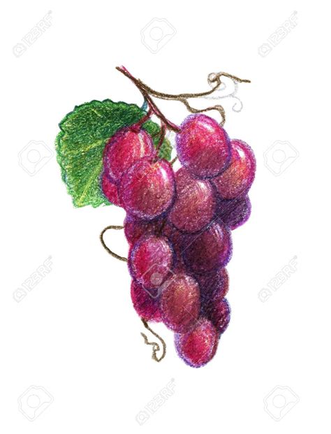 Grapes Drawing In Color