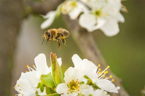 Pollination Of Fruit Trees: Principles Of Pollinating Fruit Trees ...