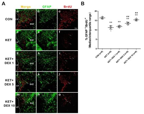 The Effects Of Ketamine And Dexmedetomidine DEX On The Astrocytic