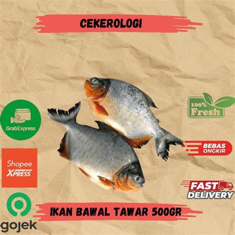 Jual Ikan Bawal Tawar 500gr Ikan Bawal Tawar Ikan Bawal Ikan