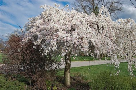 Weeping Flowering Trees Zone 5 | Best Flower Site