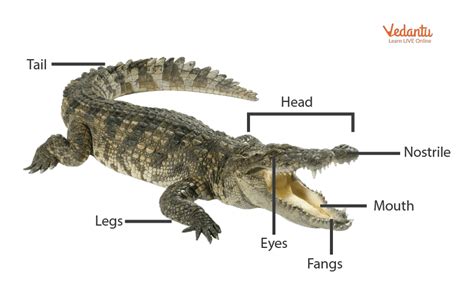 Saltwater Crocodile Facts Habitat Bite Diet Life Cycle