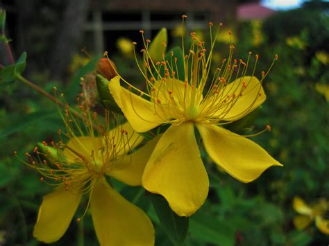 Hypericum Flowers Free Stock Photo - Public Domain Pictures