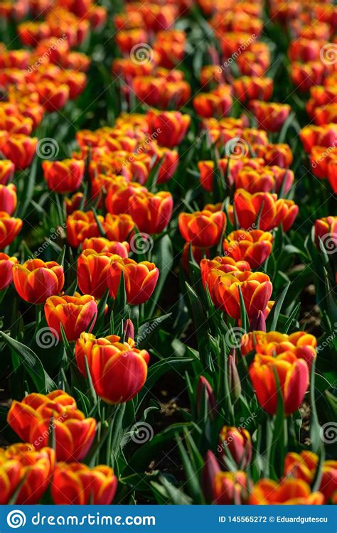 Pole Pomara Czowi Tulipany W Holandia Wiosna Czasu Colourful Kwiaty