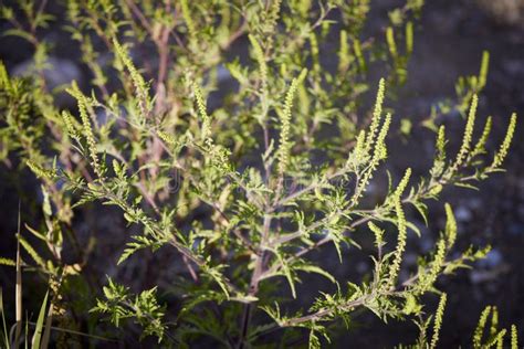 how to know if you're allergic to ragweed