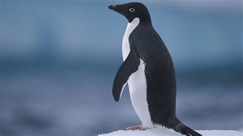 Adelie Penguin Population Off East Antarctic Coast In Rapid Decline CGTN