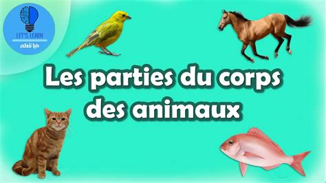 Apprendre Les Parties Du Corps Des Animaux Let S Learn Youtube