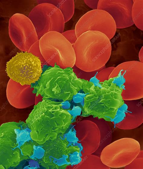 Red Blood Cells White Blood Cells And Platelets SEM Stock Image