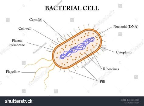 Cell Diagram Labeled