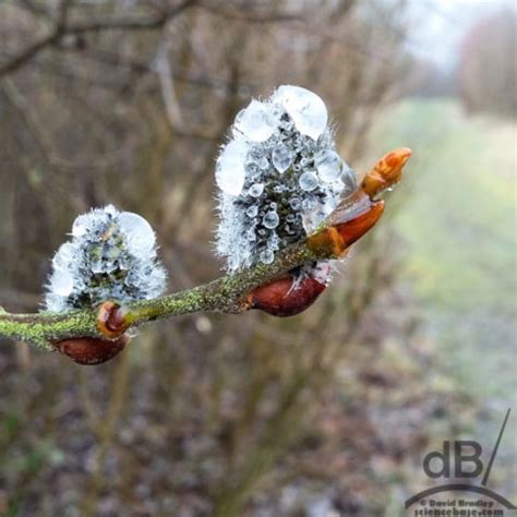 Pussy Willow Catkins David Bradley Science Writer