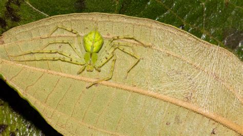 Green Huntsman Spider | Nature Closeups