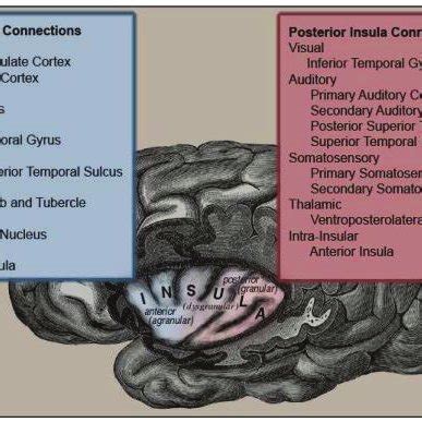 (PDF) Insular Cortex - Review