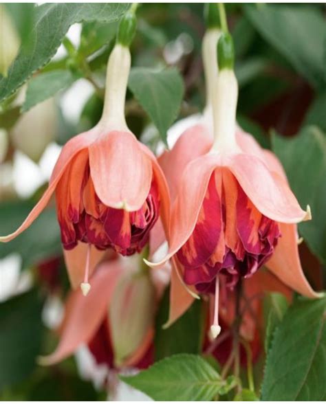 Fuchsia Marbeller Double Salmon Orange | Hayloft