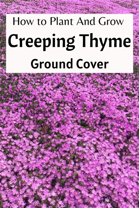 Shade Loving Ground Covering Plants - Back Gardener