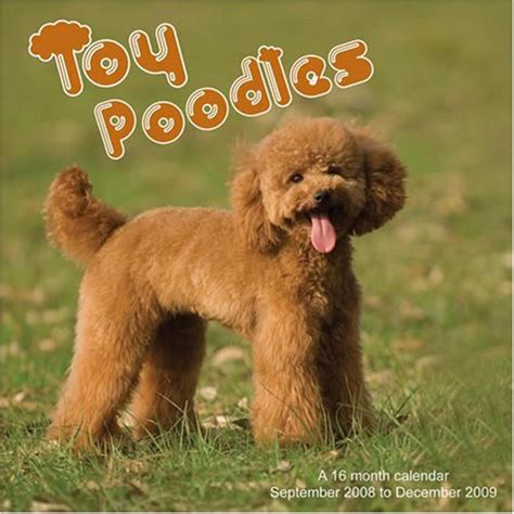 Toy Poodles 2009 Wall Calendar Magnum 9781602543676 Amazon Books