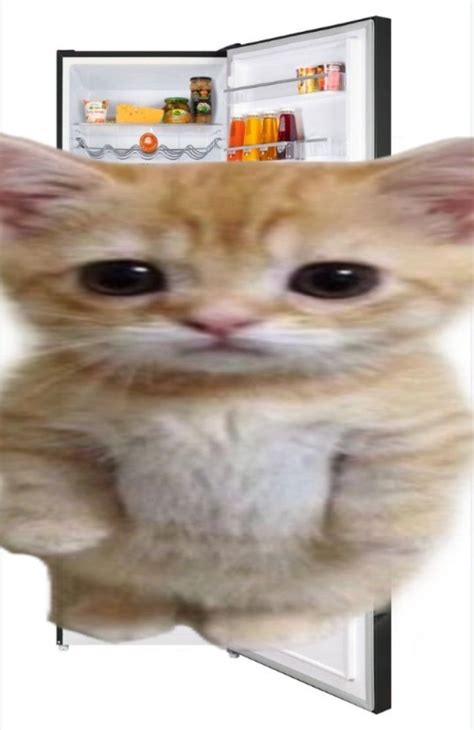Толстый котик (широкий)