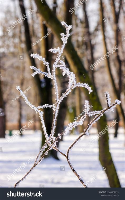 Naked Branches Bushes Trees Winter Note Stock Photo 1248362959 Shutterstock