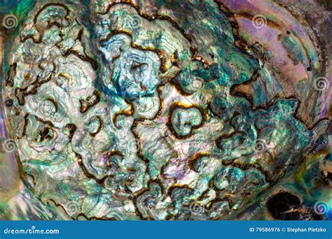 mother  pearl  paua  abalone shell texture stock photo image