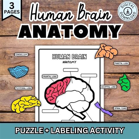 Human Brain Anatomy for Kids Printable Worksheet Activity Puzzle - Worksheets Library