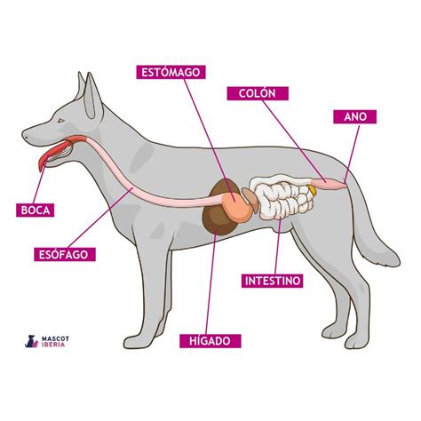 Sistema Digestivo Del Perro Y Sus Partes Image To U