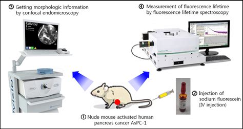 Experimental Concept Preparation Of Nude Mouse Activated Human