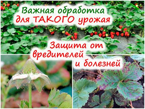 Чтобы урожай клубники был богатым – первая весенняя обработка от ...