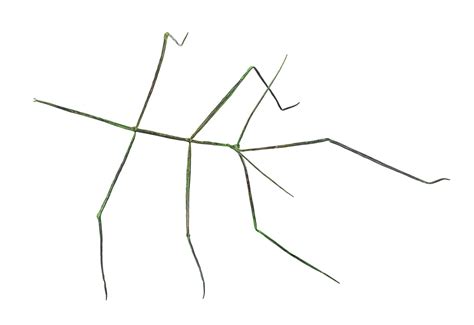 Stick bug — Elizabeth Belz